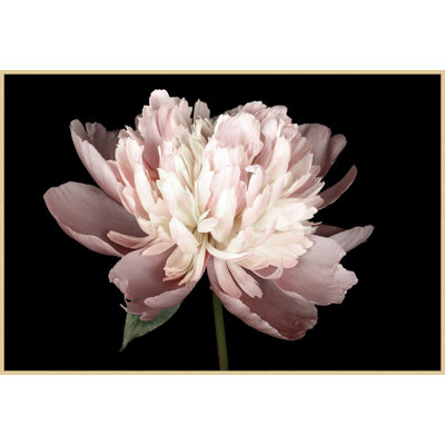 Petal Romance " Petal Romance 1 " by Lillian August