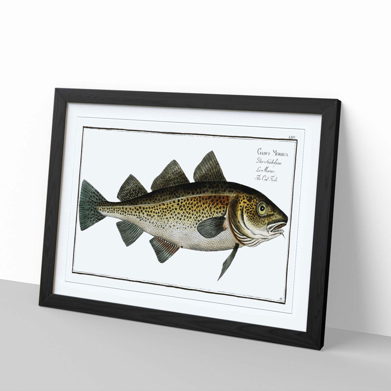 Cod Fish by M.E. Bloch - Picture Frame Painting, Black Framed, 27cm H x 36cm W x 2cm D