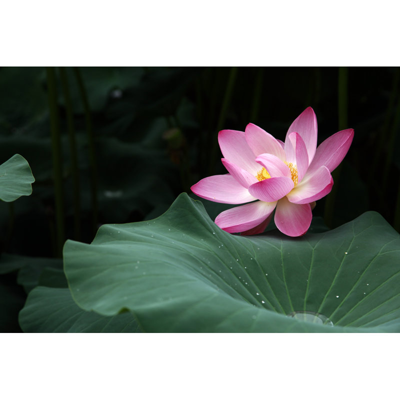 Lotus And Leaf - Wrapped Canvas Print, 20cm H x 30cm W x 3.8cm D