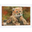 «Cheetah Cub Laying Down», impression sur toile-33109216-72410512-72410518