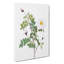 White Burnet Roses by Pierre-Joseph Redoute - Wrapped Canvas Print-55305127