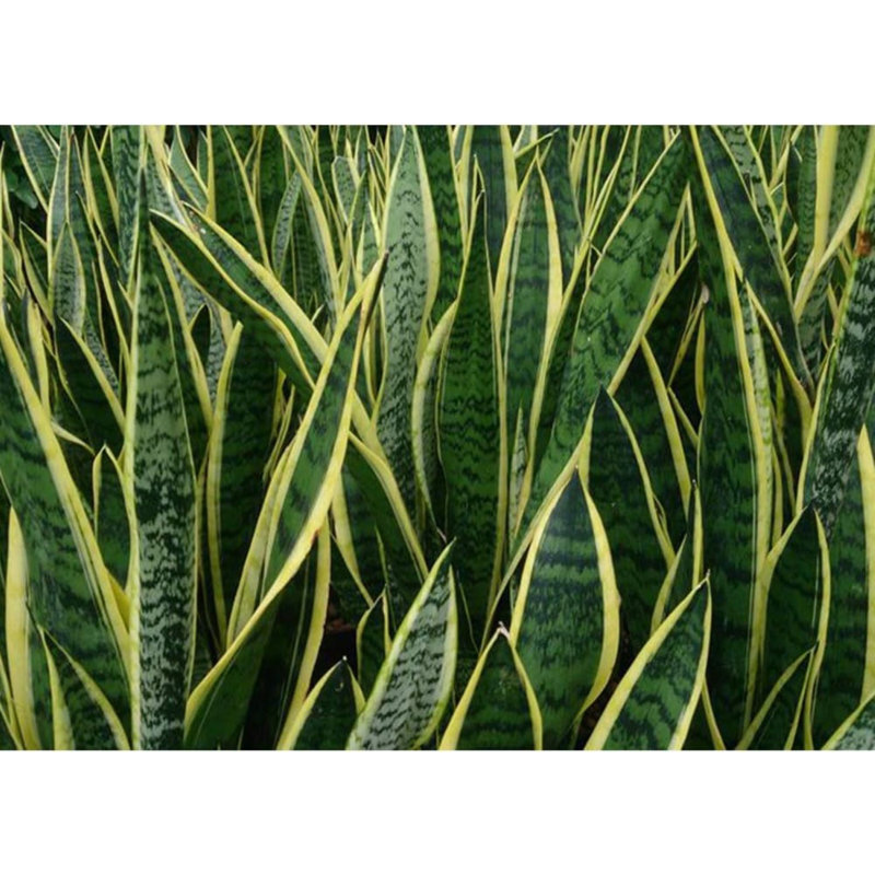 Golden Edge Sansevieria Snake Plant in 6-Inch Pot