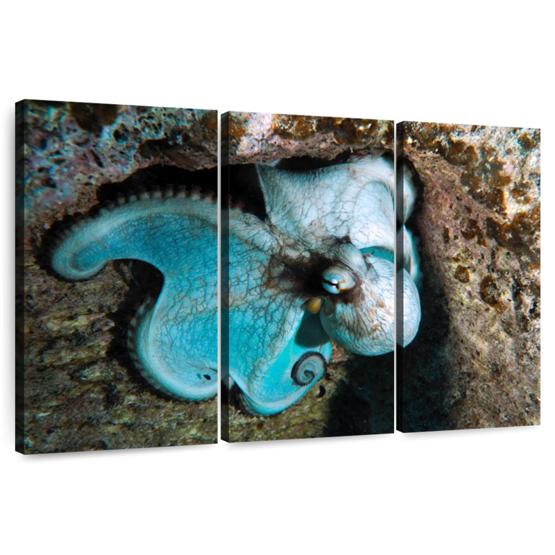 Pieuvre sauvage Brampt à Grand Cayman Island, H 24 po x l 38 po