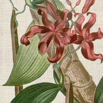 Recadrée Turpin tropical