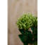Arrangement-111171156