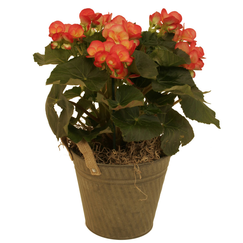 Pot à fleurs en aluminium Du Palace, H 7 po x l 6 po x P 6 po