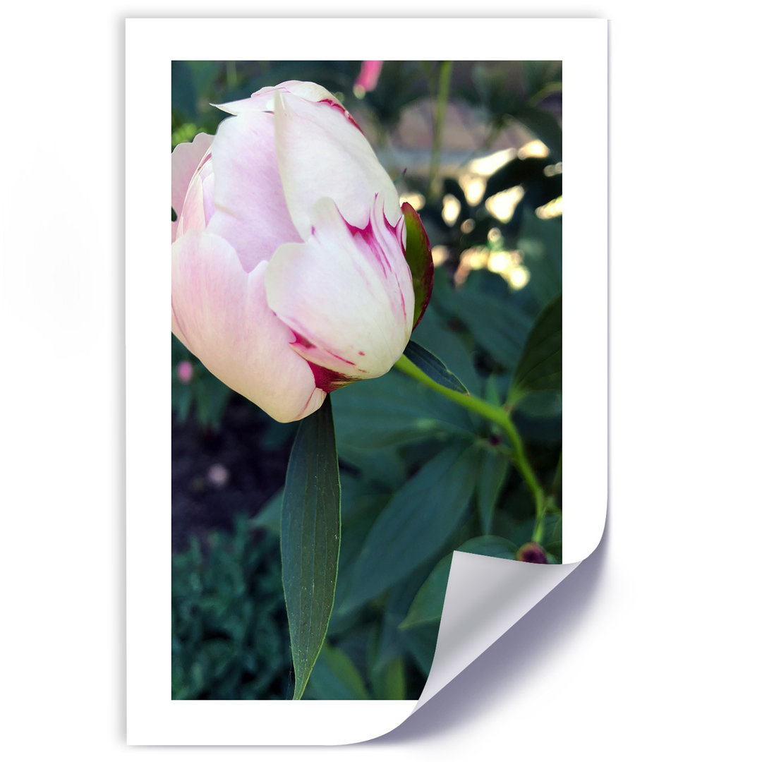 Fotodruck White Peony