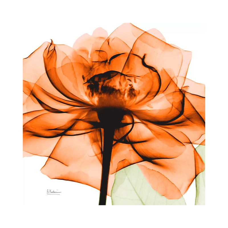 Orange Rose by Albert Koetsier - Wrapped Canvas Gallery-Wrapped Canvas Giclée, 31cm H x 31cm W