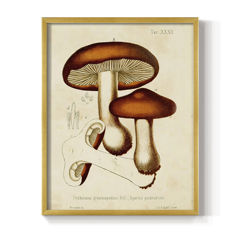 Champignon Variétés VI, reproduction encadrée - bois massif, Or, H 10 po x l 8 po