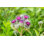 " Purple Flowers "