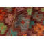 Tapis Sterick