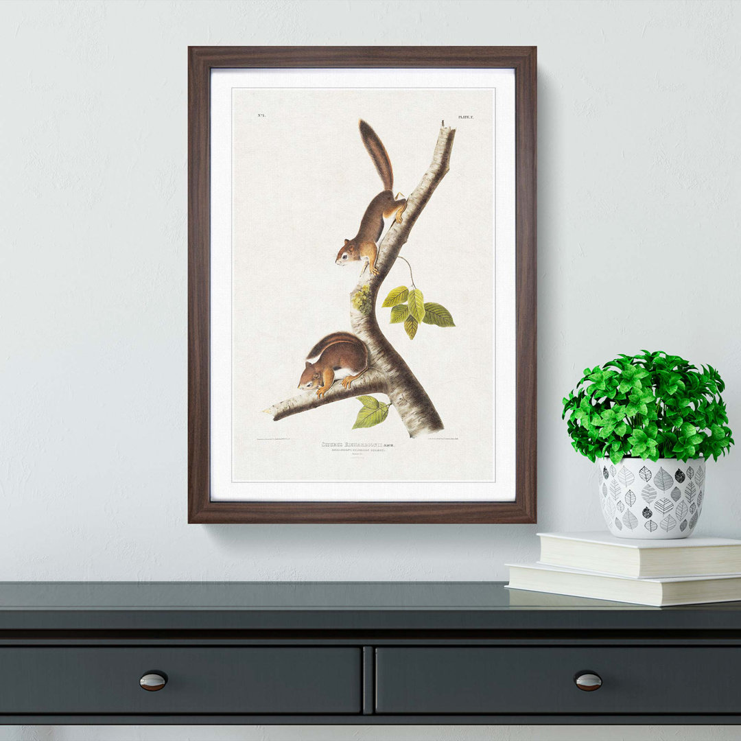 Columbian Squirrels by J.W. Audubon - Picture Frame Painting