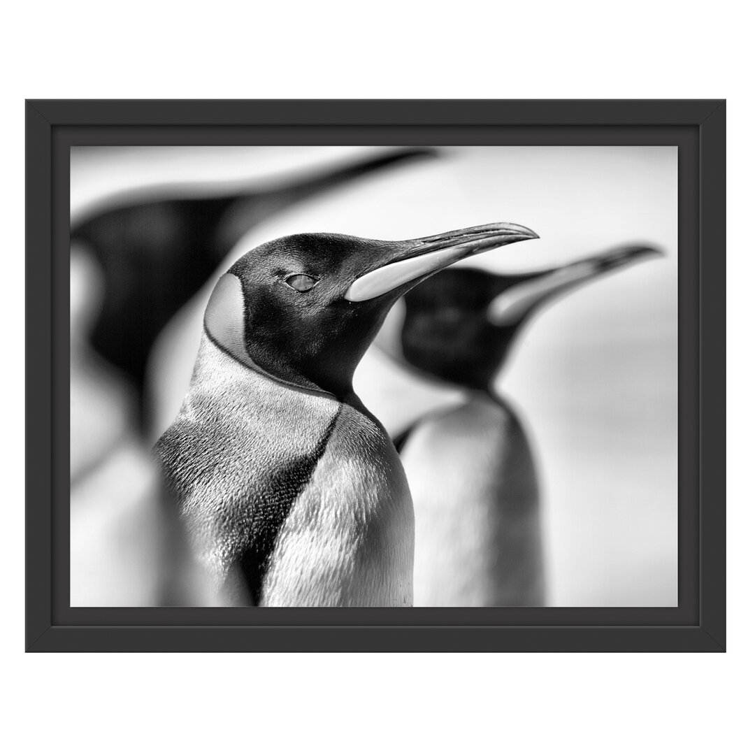 Gerahmtes Wandbild Pinguine