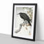A Crow on the Blossom Tree by Ohara Koson - Framed Print-55457624-55457625