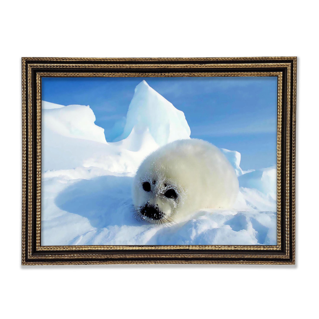 Seal Pup In The Snow Gerahmter Druck