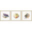 Sea Buddies Triptych par Rachel Byler - Ensemble de 3 reproductions de cadres photo sur papier-24799578-29691100