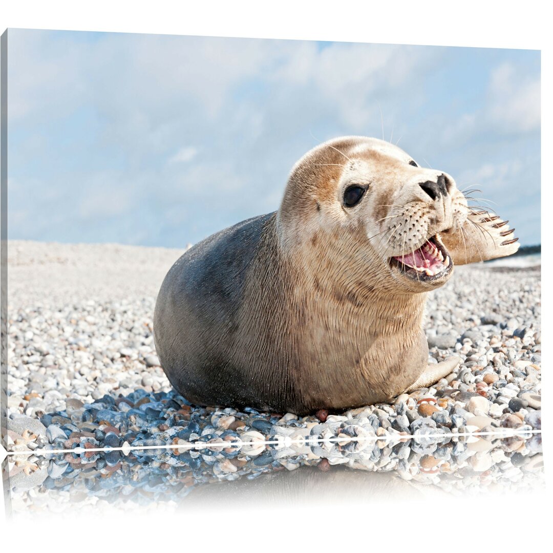 Niedliche Robbe am steinigen Strand Kunstdruck auf Leinwand