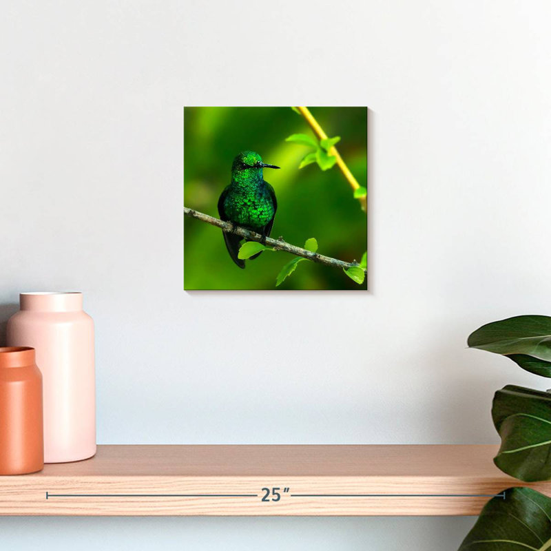 Colibri perché émeraude Brampt