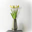 Tige de tulipe douce au toucher-580766163