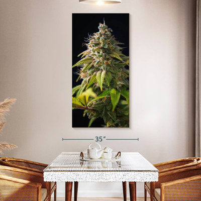Bourgeons de marihuana