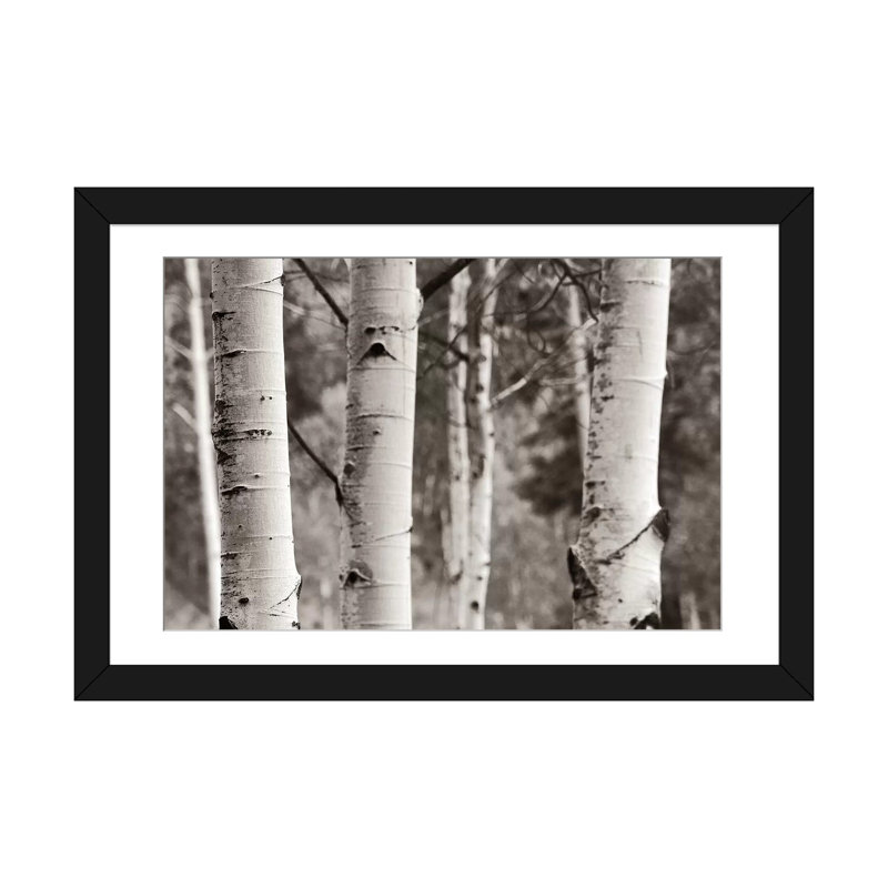 Trembles IV, reproduction de photo sur toile tendue, H 16 po x l 24 po x P 1 po, Papier d'art encadré noir, Blanc