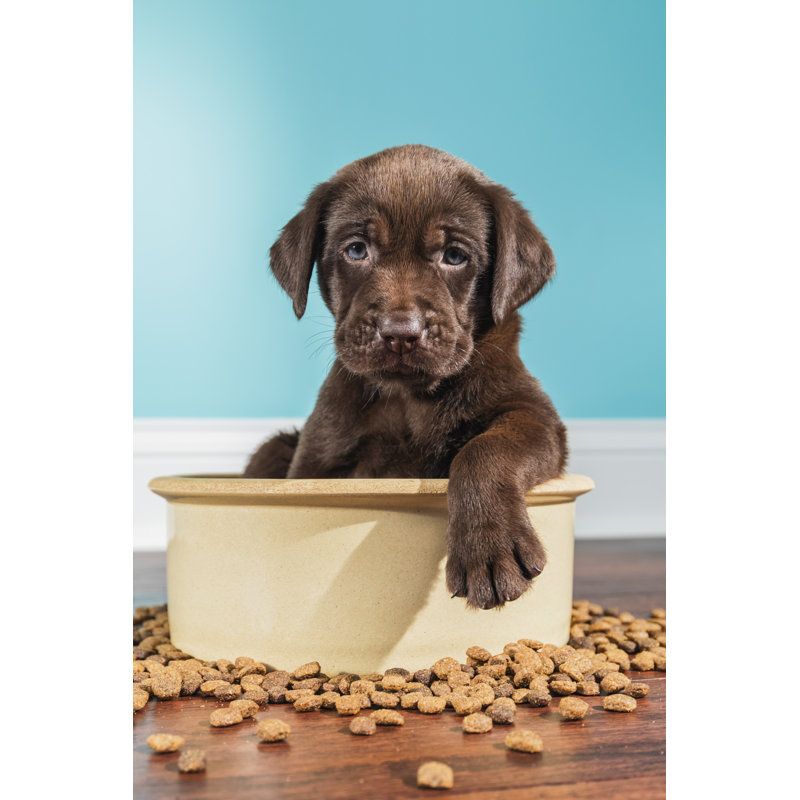 A Chocolate Labrador Puppy by Cmannphoto - No Frame Art Prints on Canvas, 46cm H  x 30cm W