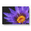 Purple Water Lily - Wrapped Canvas-56630161