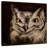 Crowle Black Background Owl-109399314