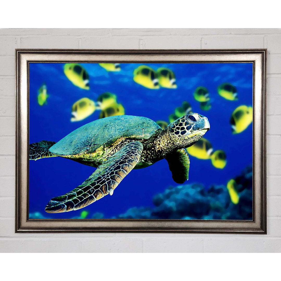 Gerahmtes Bild Turtle Ocean