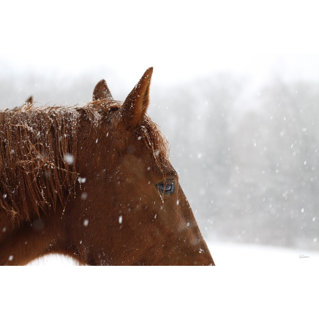 Leinwandbild Snowy Caleb von Sue Schlabach