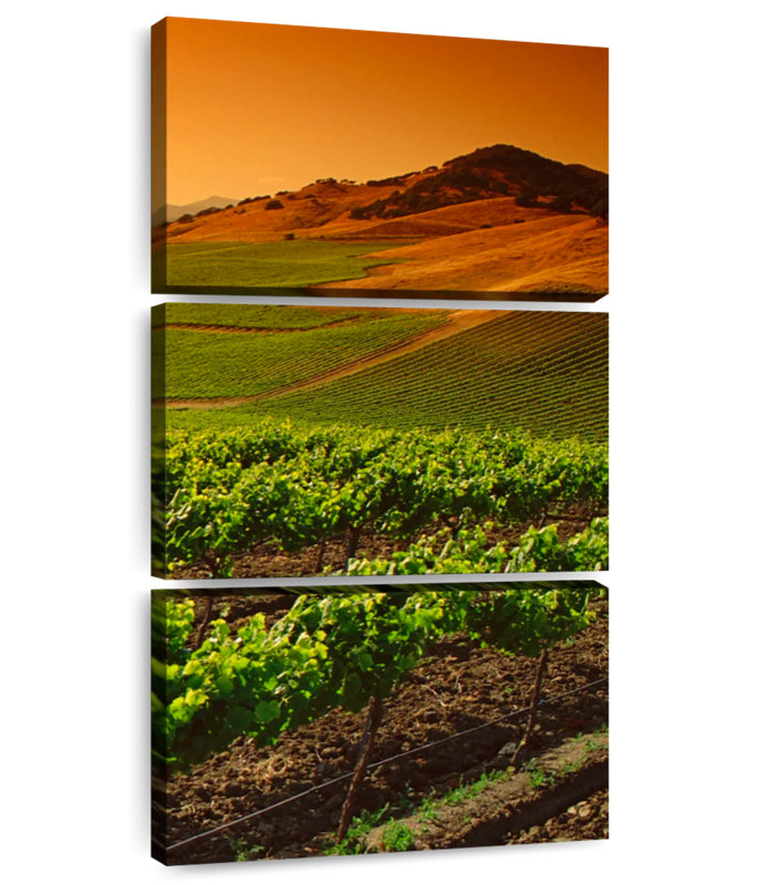 Carneros Vineyard Twilight