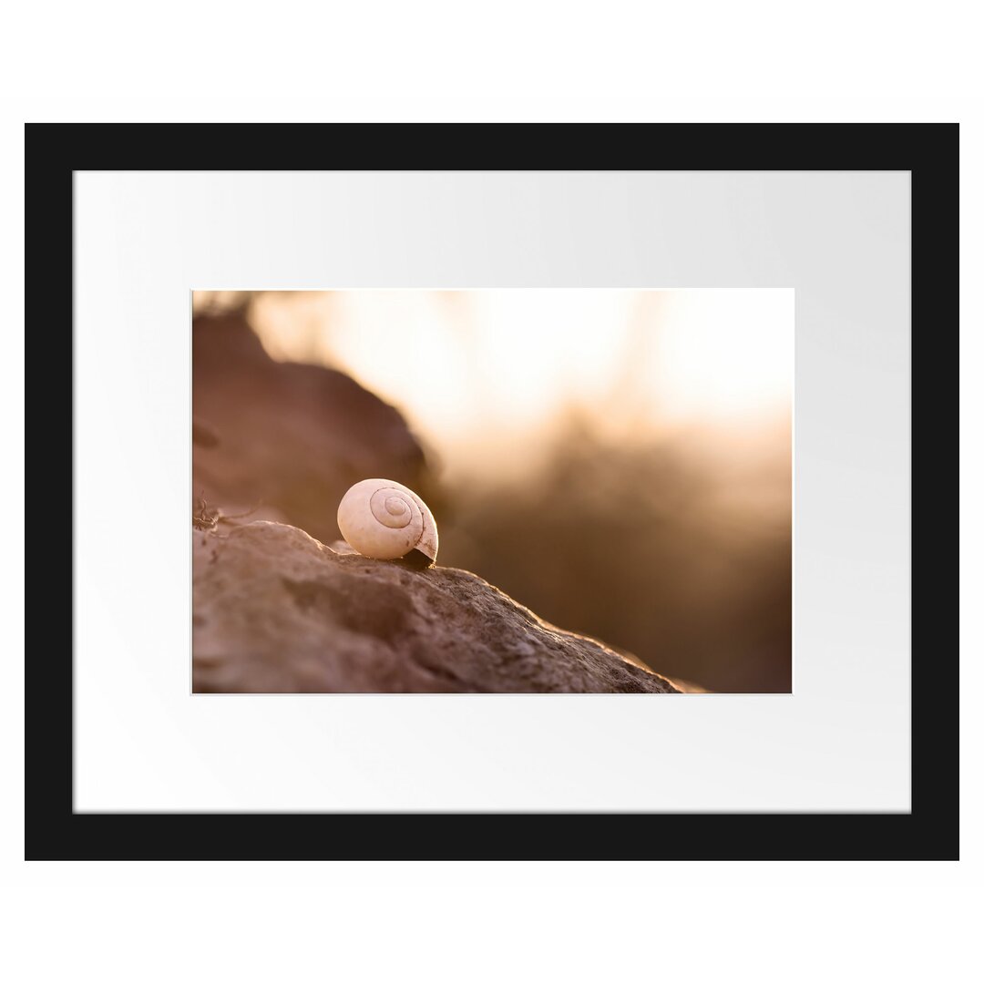 Gerahmtes Poster Kleine Schnecke auf Stein