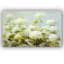 "White Hydrangea Garden" par Danhui Nai, impression sur toile tendue-1391954053