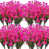 Rose est en rupture de stock