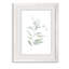 « ethereal eucalyptus ii »-impression du cadre sur verre-316484353-316484415