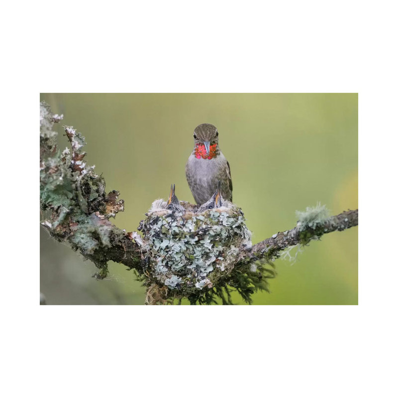 Anna's Hummingbird (Calypte Anna) Female Feeding Two Chicks At Nest In Marymoor Park, Redmond. by Gary Luhm - Wrapped Canvas Print
