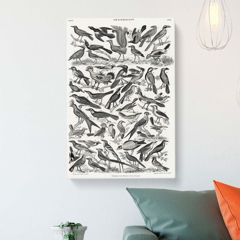 Ornithology The Study Of Birds LXXIX by Oliver Goldsmith - Wrapped Canvas Print, 76cm H x 50cm W x 3cm D