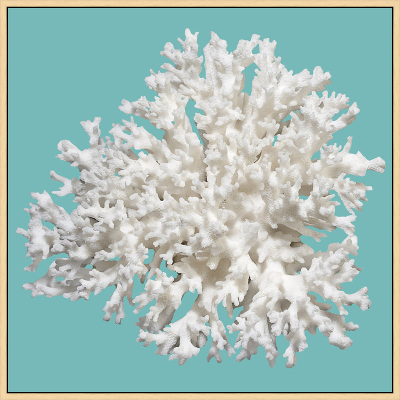 Corail turquoise, reproduction de photo encadrée de 8 pi