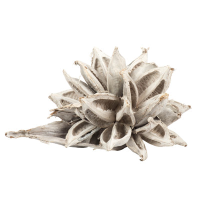 All Large Natural Pods, Extra Large, Dried, 6"