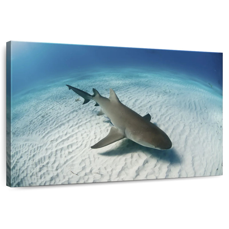 Brampt Lemon Shark Over The Seabed, 20" H x 30" W