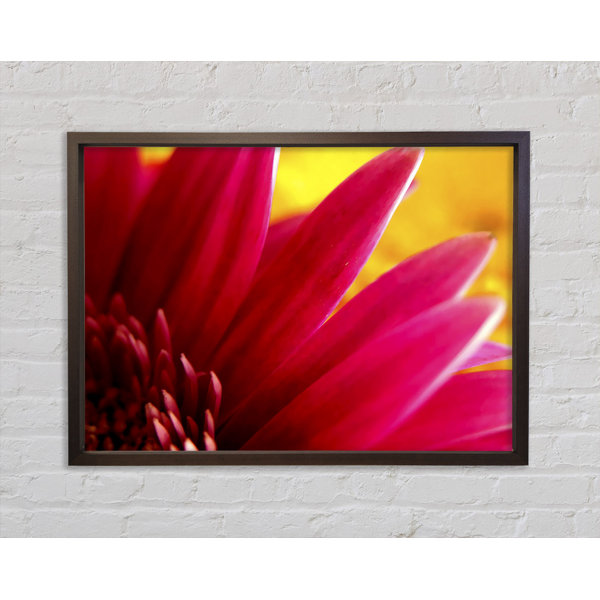 Bright Star Vibrant Petals On - Single Picture Frame Art Prints on ...