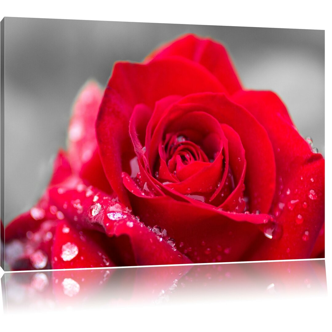 Rose mit Wassertröpfchen Fotografie auf Leinwand