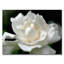 «Lovely Gardenia» par Kurt Shaffer - reproduction de photo-34370406-31106355
