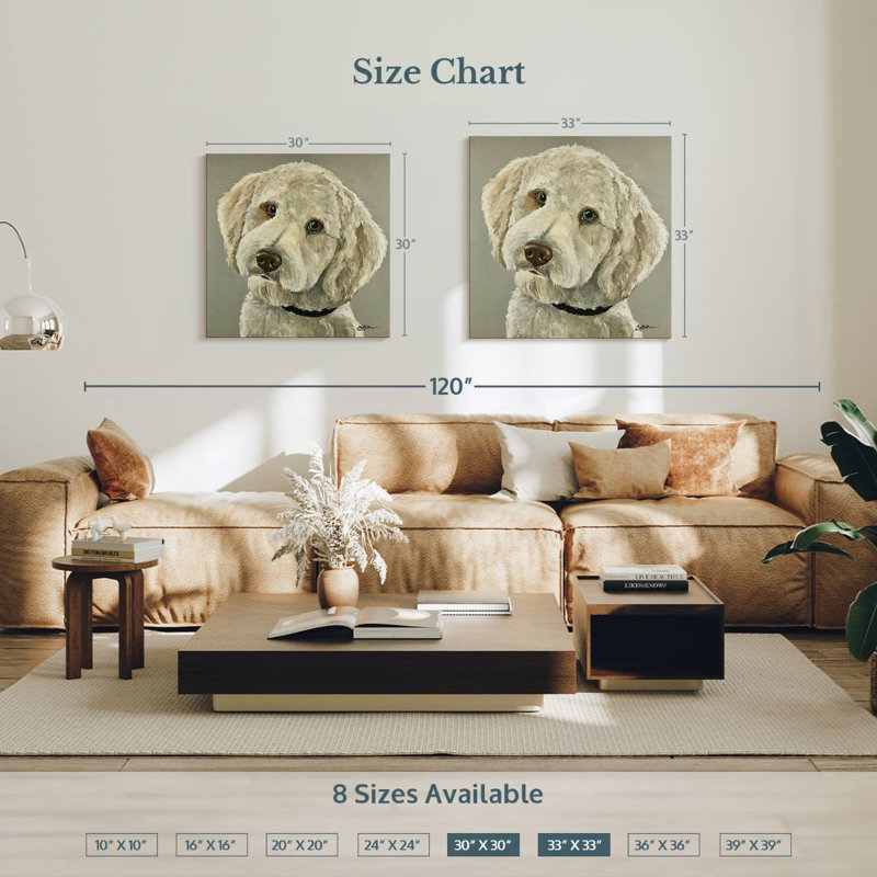Bramend Goldendoodle sur fond gris, H 33 po x l 33 po