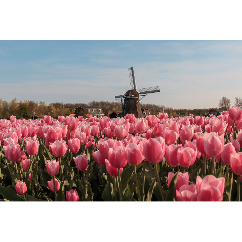 Tulip Field - Photographie sur toile tendue, H 32 po x l 48 po
