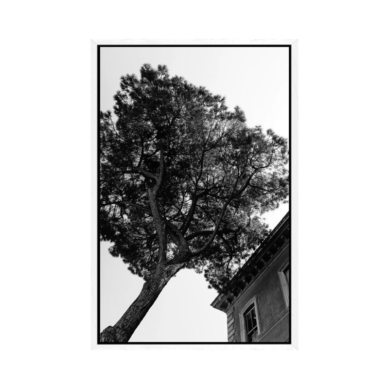 Italian Stone Pine Tree III by Bethany Young - Print on Canvas, 101.6cm H x 66.04cm W x 3.81cm D, White Framed