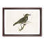 Starling by Von Wright - Framed Print-55615835-55615837
