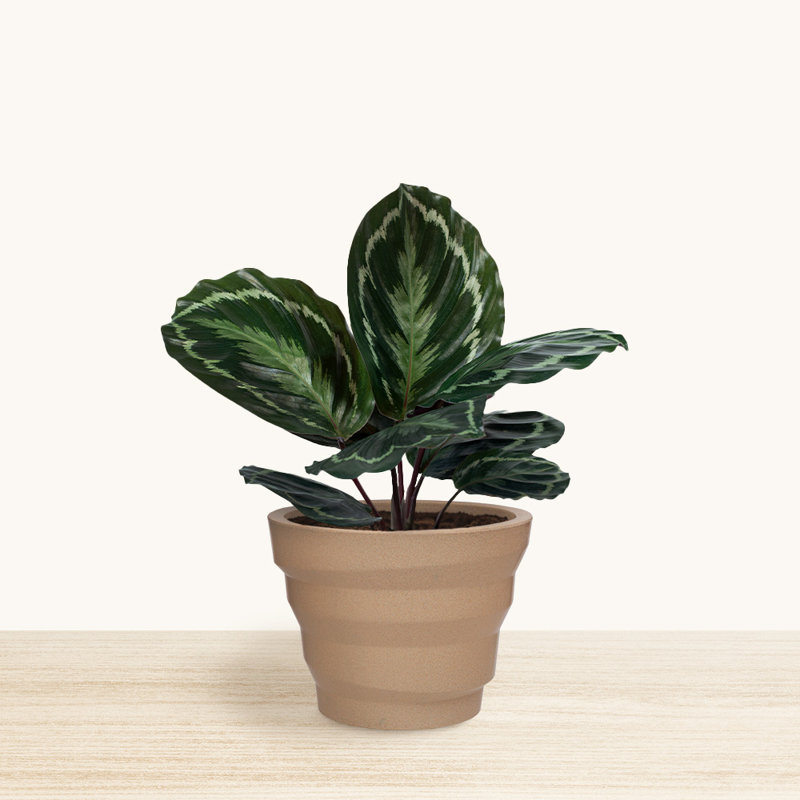 Pot à fleurs rond Kaofen ECOBO EcoFriendly, Sable, H 13,4 po x l 17,7 po x P 17,7 po
