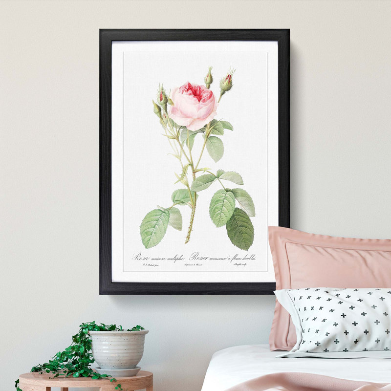 Moss Rose in Pink by Pierre-Joseph Redoute - Picture Frame Painting Print, 36cm H x 27cm W x 2cm D, Black Framed
