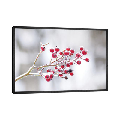 Winter Berries I by Felicity Bradley - Print on Canvas